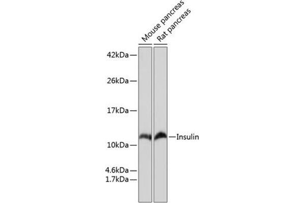 Insulin Antikörper