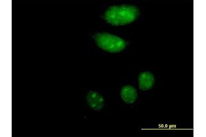 Immunofluorescence of purified MaxPab antibody to ISL2 on HeLa cell. (ISL2 Antikörper  (AA 1-359))