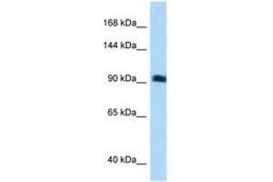 SGEF anticorps  (N-Term)