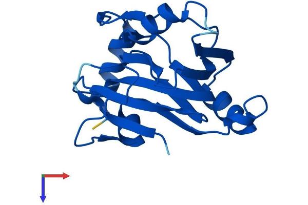 ADI1 Protein (AA 1-179) (His tag)