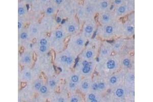 IHC-P analysis of Mouse Tissue, with DAB staining. (TNFSF14 Antikörper  (AA 51-239))