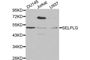 Western blot analysis of extracts of various cell lines, using SELPLG antibody (ABIN5970822) at 1/1000 dilution. (SELPLG Antikörper)