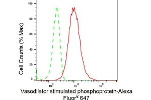 Flow cytometric analysis of Vasodilator stimulated phosphoprotein expression in HT- cells using Vasodilator stimulated phosphoprotein antibody (ABIN7800824), 1:2,000). (Rekombinanter VASP Antikörper)