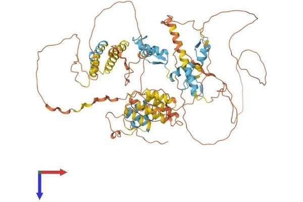 HIC1 Protein (AA 1-733) (His tag)