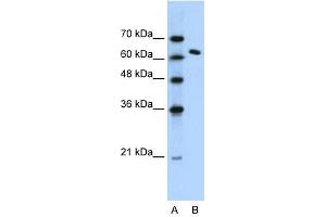 SUPT16H antibody (20R-1066) used at 0. (SUPT16H Antikörper  (N-Term))