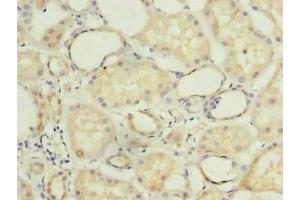 Immunohistochemistry of paraffin-embedded human kidney tissue using ABIN7149138 at dilution of 1:100 (COX11 Antikörper  (AA 115-276))