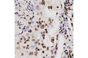 Immunohistochemistry (IHC) image for anti-Histone H3 (H3) (H3K27me) antibody (ABIN3023266) (Histone 3 Antikörper  (H3K27me))