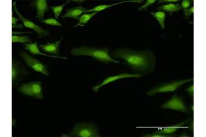 Immunofluorescence (IF) image for anti-Bol, Boule-Like (BOLL) (AA 1-295) antibody (ABIN528825)