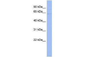 WB Suggested Anti-UPF3A Antibody Titration:  0. (UPF3A Antikörper  (Middle Region))
