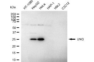 anti-Uracil-DNA Glycosylase (UNG) antibody