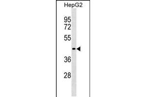 Western blot analysis in HepG2 cell line lysates (35ug/lane). (ZBTB26 Antikörper  (N-Term))