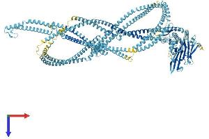 RAD50 Protein (AA 1-1312) (His tag)