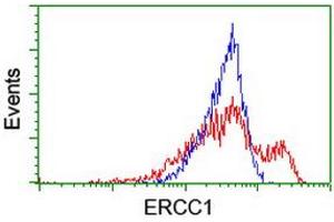 HEK293T cells transfected with either RC200478 overexpress plasmid (Red) or empty vector control plasmid (Blue) were immunostained by anti-ERCC1 antibody (ABIN2455607), and then analyzed by flow cytometry. (ERCC1 Antikörper)