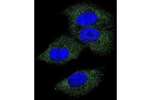 Immunofluorescence (IF) image for anti-Colony Stimulating Factor 1 (Macrophage) (CSF1) antibody (ABIN3002787)
