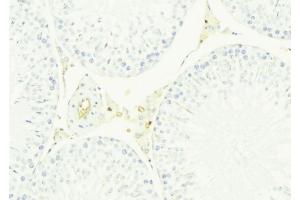 ABIN6276624 at 1/100 staining Mouse testis tissue by IHC-P. (CST8 Antikörper  (Internal Region))