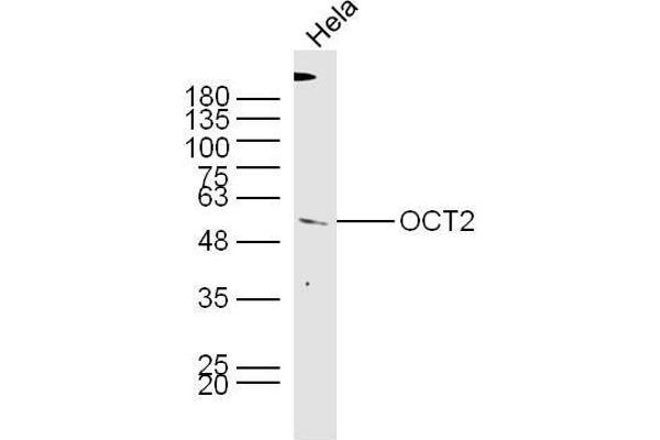 Oct-2 Antikörper  (AA 11-100)