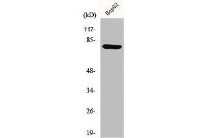 Western Blotting (WB) image for anti-Matrix Metallopeptidase 9 (Gelatinase B, 92kDa Gelatinase, 92kDa Type IV Collagenase) (MMP9) (C-Term) antibody (ABIN7185151)