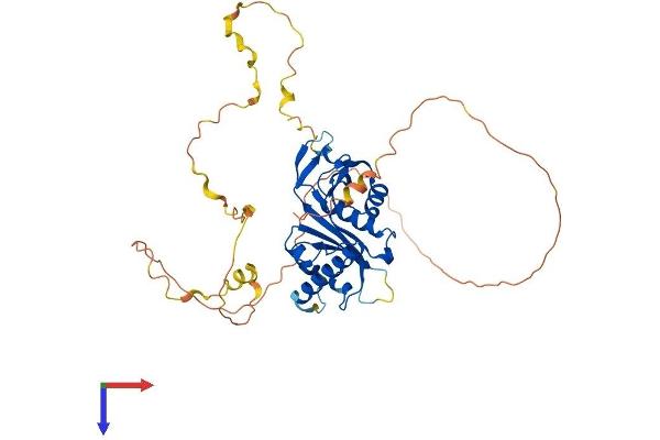 Chromosome 6 Open Reading Frame 134 (C6orf134) (AA 1-421) protein (His tag)