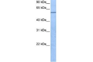 WB Suggested Anti-TRAF3IP3 Antibody Titration:  0. (TRAF3IP3 Antikörper  (C-Term))