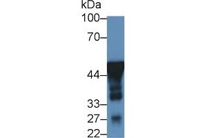 Detection of NSE in Mouse Cerebrum lysate using Monoclonal Antibody to Enolase, Neuron Specific (NSE) (ENO2/NSE Antikörper  (AA 2-285))