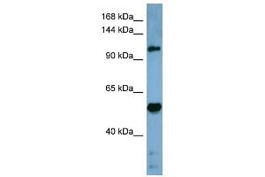 Cobl-Like 1 antibody used at 1 ug/ml to detect target protein. (COBLL1 Antikörper  (Middle Region))