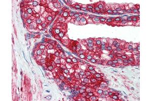 Anti-P4HB antibody IHC of human prostate. (P4HB Antikörper  (AA 499-509))