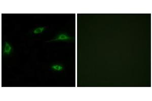 Immunofluorescence analysis of LOVO cells, using OR2T11 antibody. (OR2T11 Antikörper  (Internal Region))