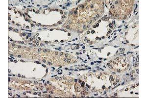 Immunohistochemical staining of paraffin-embedded Human Kidney tissue using anti-NAPEPLD mouse monoclonal antibody. (NAPEPLD Antikörper)