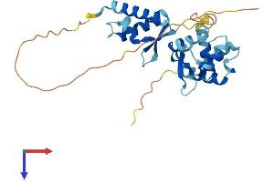Necdin-Like 2 Protein (NDNL2) (AA 1-279) (His tag)