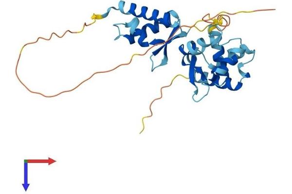 Necdin-Like 2 Protein (NDNL2) (AA 1-279) (His tag)