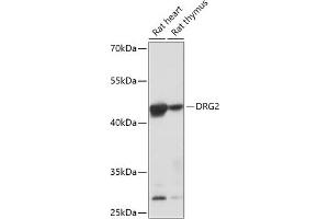 Western blot analysis of extracts of various cell lines, using DRG2 antibody (ABIN7266746) at 1:1000 dilution. (DRG2 Antikörper  (AA 150-260))