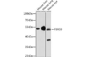 Western blot analysis of extracts of various cell lines, using FBXO3 Rabbit pAb (ABIN7267089) at 1:1000 dilution. (F-Box Protein 3 Antikörper  (AA 1-240))