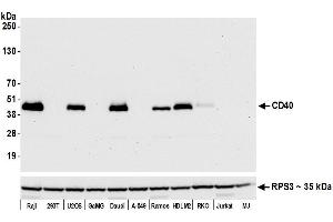 Western Blotting (WB) image for anti-CD40 (CD40) (AA 227-277) antibody (ABIN7454023) (Rekombinanter CD40 Antikörper  (AA 227-277))