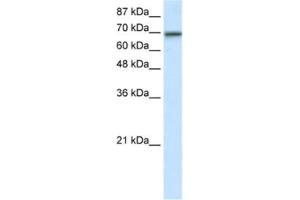 Western Blotting (WB) image for anti-Elongation Factor RNA Polymerase II (ELL) antibody (ABIN2461795) (ELL Antikörper)