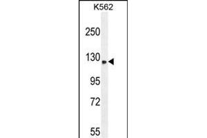 TMCO7 Antibody (C-term) (ABIN654975 and ABIN2844615) western blot analysis in K562 cell line lysates (35 μg/lane). (TANGO6/TMCO7 Antikörper  (C-Term))