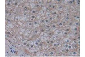 Figure. (JAG2 Antikörper  (AA 714-981))