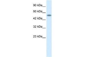 Nucleobindin 1 antibody used at 1 ug/ml to detect target protein. (Nucleobindin 1 Antikörper  (C-Term))