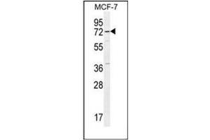 Western blot analysis of Otopetrin-3 Antibody (C-term) in MCF-7 cell line lysates (35ug/lane). (OTOP3 Antikörper  (C-Term))