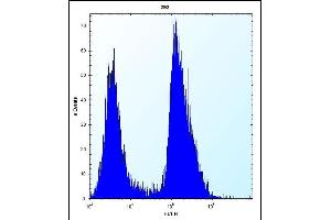 TRIP13 Antibody (C-term) (ABIN656567 and ABIN2845827) flow cytometric analysis of 293 cells (right histogram) compared to a negative control cell (left histogram). (TRIP13 Antikörper  (C-Term))