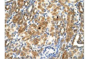 Image no. 1 for anti-MAS1 Oncogene (MAS1) (AA 144-193) antibody (ABIN321835) (MAS1 Antikörper  (AA 144-193))