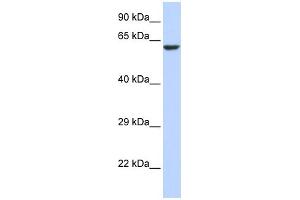 WB Suggested Anti-KCNV1 Antibody Titration:  0.