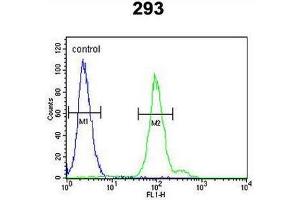 CFB Antibody (Center) flow cytometric analysis of 293 cells (right histogram) compared to a negative control cell (left histogram). (Complement Factor B Antikörper  (Middle Region))