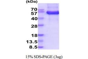 SDS-PAGE (SDS) image for Pregnancy Specific beta-1-Glycoprotein 1 (PSG1) (AA 35-419) protein (His tag) (ABIN5778773)