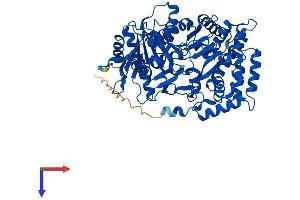 CRAT Protein (AA 1-626) (His tag)