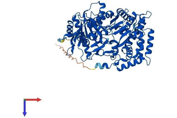CRAT Protein (AA 1-626) (His tag)