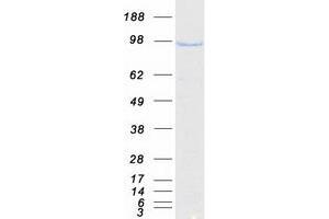Western Blotting (WB) image for ArfGAP with GTPase Domain, Ankyrin Repeat and PH Domain 1 (AGAP1) (Transcript Variant 2) protein (Myc-DYKDDDDK Tag) (ABIN2714448)