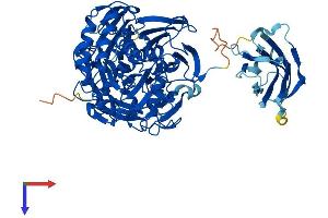 AlphaFold protein structure predicition of Human Recombinant NHLRC2 Protein, UniprotID Q8NBF2