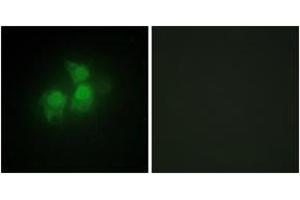Immunofluorescence (IF) image for anti-Inositol 1,3,4,5,6-Pentakisphosphate 2-Kinase (IPPK) (AA 11-60) antibody (ABIN2889764) (IPPK Antikörper  (AA 11-60))