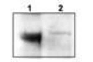 Image no. 2 for anti-Neurotrophic tyrosine Kinase, Receptor, Type 3 (NTRK3) (C-Term) antibody (ABIN290911) (NTRK3 Antikörper  (C-Term))