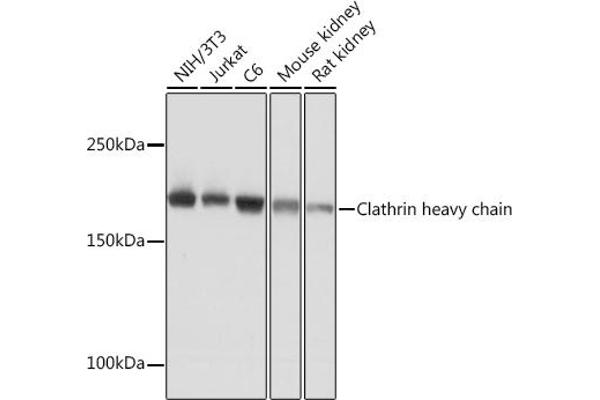 Clathrin Heavy Chain (CLTC) Antikörper